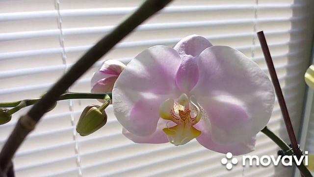 14.07.2023.ПОСЛЕ ПЕРЕСАДКИ ОРХИДЕЙ ФОНТОМ, КАРИНА,КЛЕОПАТРА) КАКИЕ РЕЗУЛЬТАТЫ??? смотреть онлайн