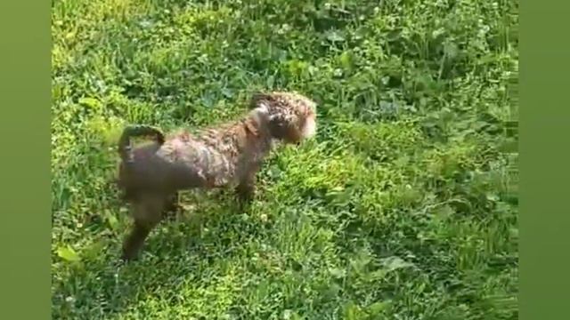 первый заплым щенка .mp4