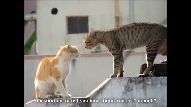 LES GROS MOTS - PAROLE DE CHAT смотреть онлайн