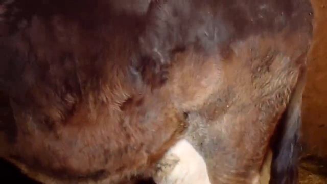 Как я лечу отек у коровы после отела .