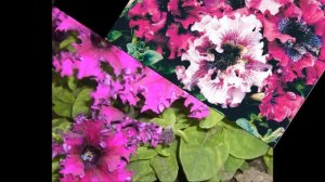 Петуния - основные  виды и  разновидности