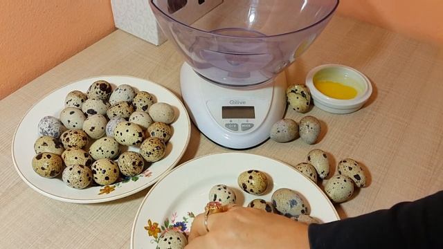 Какие яйца нужны для инкубации? Отбор перепелиных инкубационных яиц (вес, форма, окрас, размер) смотреть онлайн