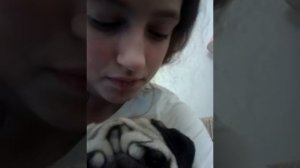 Как выбрать  вы хотите девочку мопса или мальчика