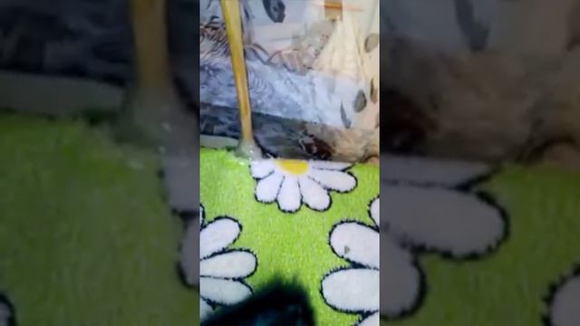 Обзор на кровать для Юли(реборн) смотреть онлайн