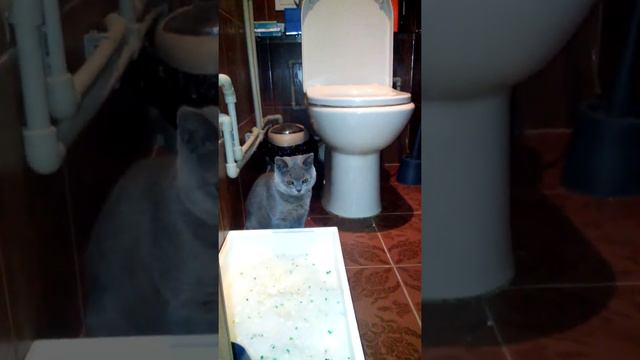 Котенок и унитаз смотреть онлайн