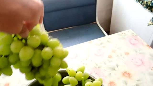 Виноград,сорт-ЛОРА!!! 02.08.2015 смотреть онлайн