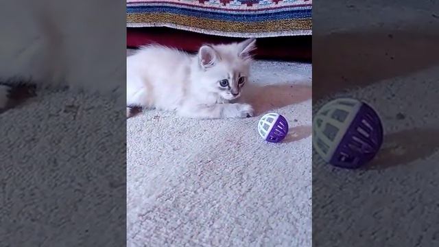 невская маскарадная смотреть онлайн