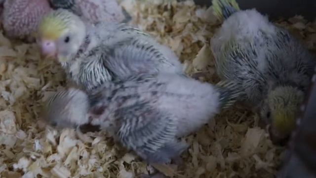 Гнездование Сюрприз+Эйрин, как растут птенцы волнистых попугаев Видео 2 смотреть онлайн