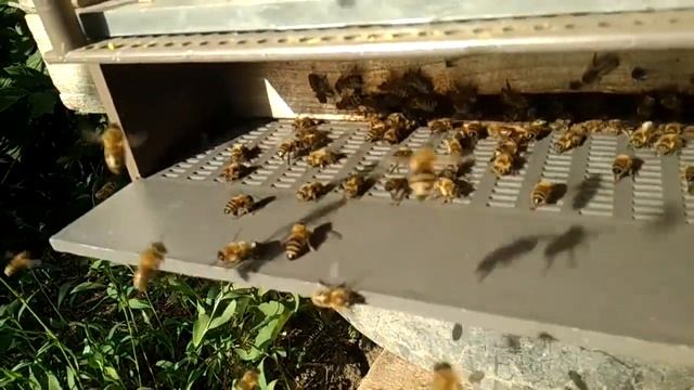 пчелы на нашей даче 1 #пчёы #улий смотреть онлайн