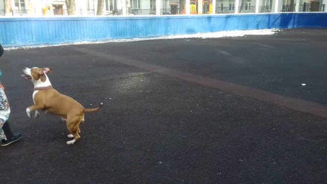 АВМКС, Ам.стафф - Джессика. смотреть онлайн