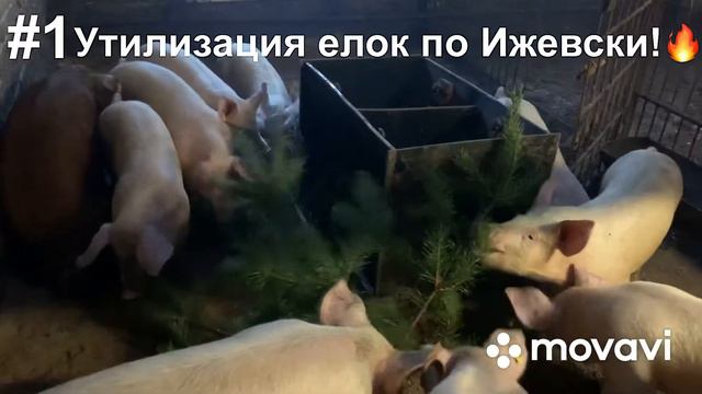 Утилизация ёлок по Ижевски! А как утилизируешь ты??? смотреть онлайн