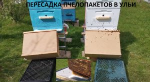 Пересаживаем пчел из пчелопакетов в ульи. Будни начинающего пчеловода. Пчелы.