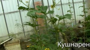 Сад и Огород, Дача - Формирование арбузов в теплице 2018