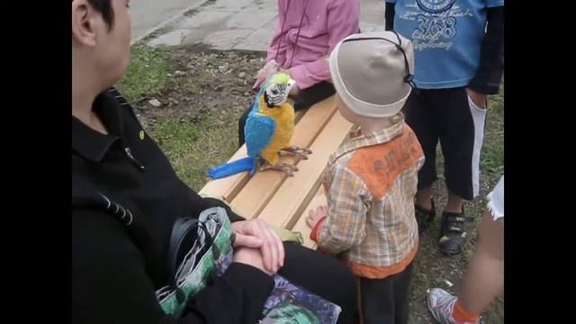 Попугай! Интерактивный - как живой! смотреть онлайн