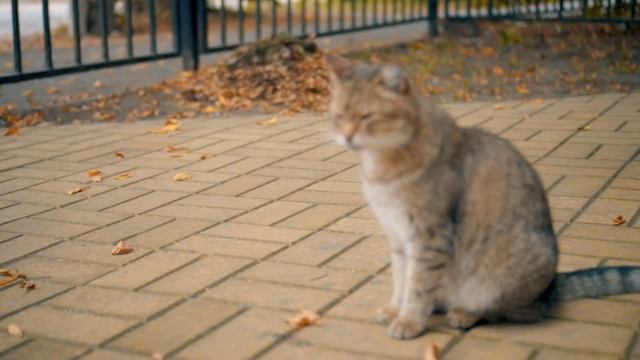 Выбор камеры иобъектива для новичка: Sony SEL35F18 35mm F/1.8 & Sony Alpha 6300 смотреть онлайн