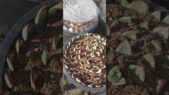 Propagation of Echeveria ebony смотреть онлайн