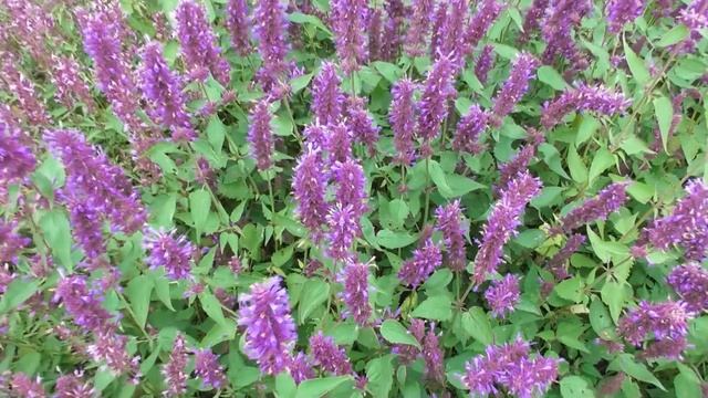 Попал в австрийский питомник многолетников "Сарастро Штауден": глаза разбежались смотреть онлайн