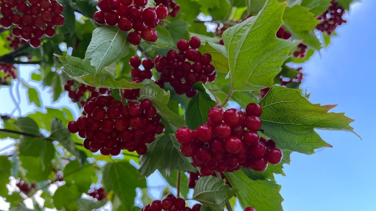 Время собирать урожай. смотреть онлайн