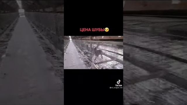 Вот из кого делают шубы... смотреть онлайн