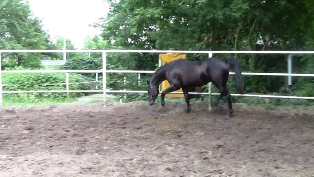 Винчестер Харьковский Конный Завод 2015 2 смотреть онлайн