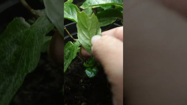 Борьба с паутинным клещем продолжается? Спасение гортензии "Сбежавшая невеста" смотреть онлайн