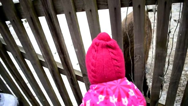 Дикая свинья живёт во дворе смотреть онлайн