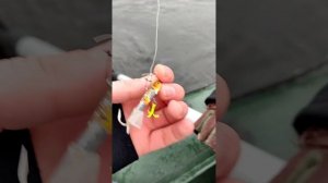 ловля судака с лодки в отвес на балансиры и бокоплавы, Оболонский залив