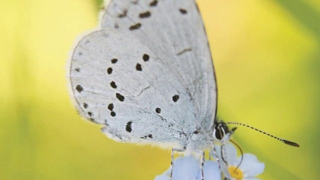 В музее Ханты-Мансийска покажут эффект бабочки