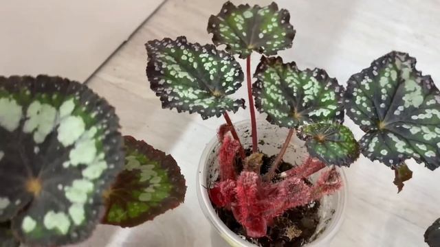 Комнатные цветы. Обзор бегоний спустя 4 месяца. смотреть онлайн