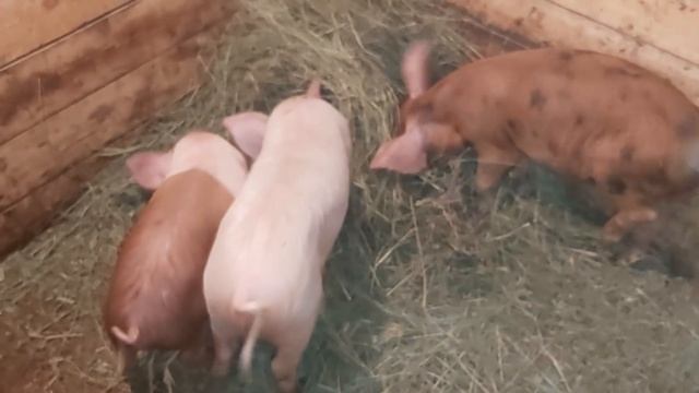 Новый рацион для поросят!! смотреть онлайн