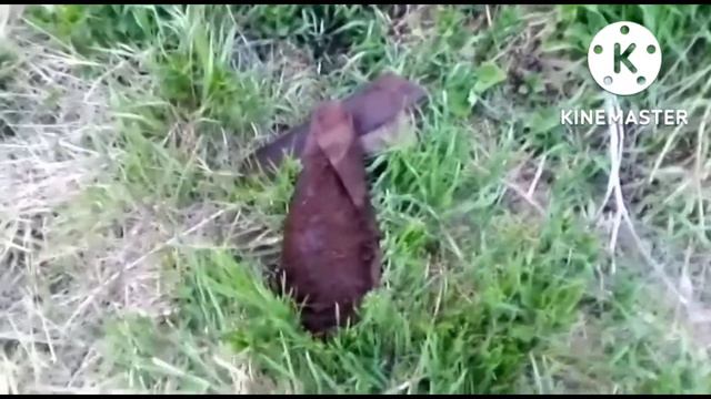 Утреннее и вечернее копы в будние дни не далеко от дома.