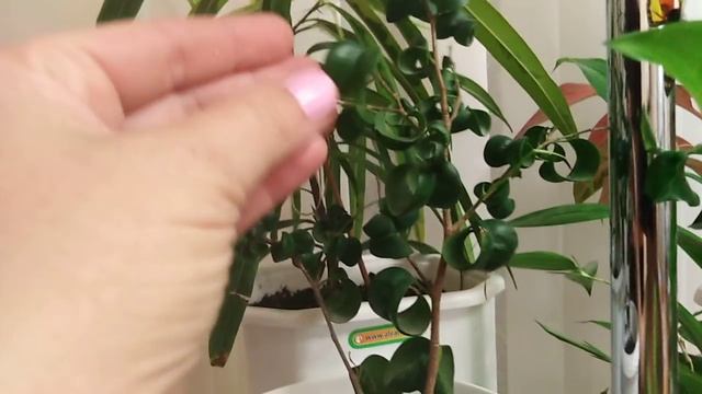 Комнатные цветы . Обзор цветочного стеллажа . смотреть онлайн