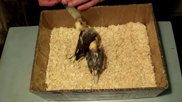 Выкормыши попугая . Кормим птенцов Кореллы . смотреть онлайн