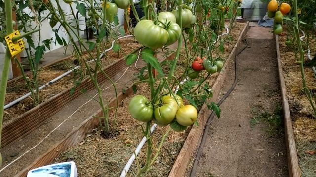 ОТ КЛАДОСПОРИОЗА ТОМАТОВ В ТЕПЛИЦЕ смотреть онлайн