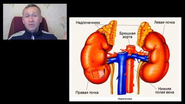 Почки, всё что вам нужно знать. Как понять, что болят почки смотреть онлайн