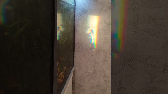 золотые рыбки смотреть онлайн