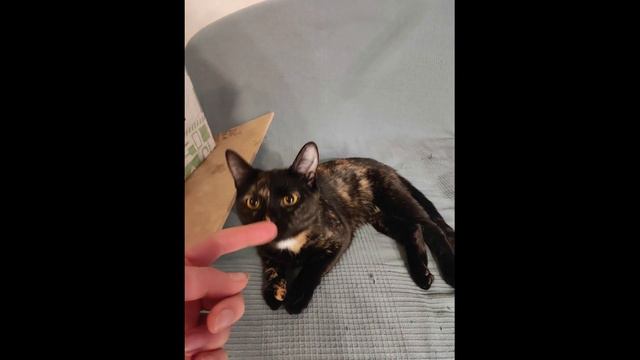 Кошка в добрые руки - Пашка (Черепашка)