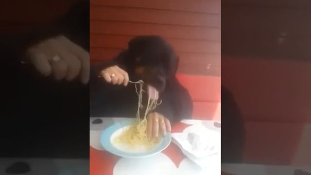 Собака с человеческими руками. смотреть онлайн