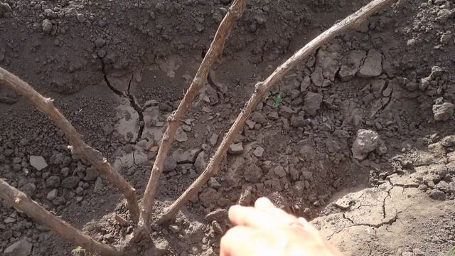 Чудесное азотное удобрение для винограда. Я им работаю по всему саду. смотреть онлайн