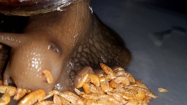 Вы когда-нибудь видели ЯЗЫК УЛИТКИ??? смотреть онлайн