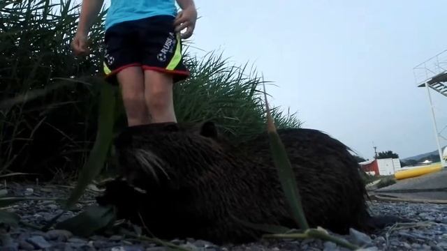 Дикая ручная нутрия на черноморском побережье)) смотреть онлайн