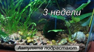 Улитки подрастают. Появились незваные гости - акролюксы.