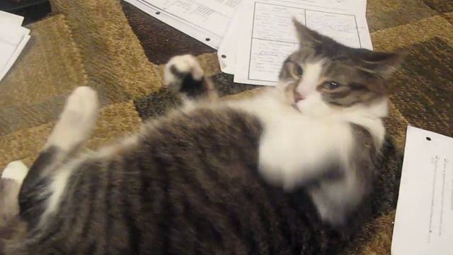 Pissed Cat! смотреть онлайн