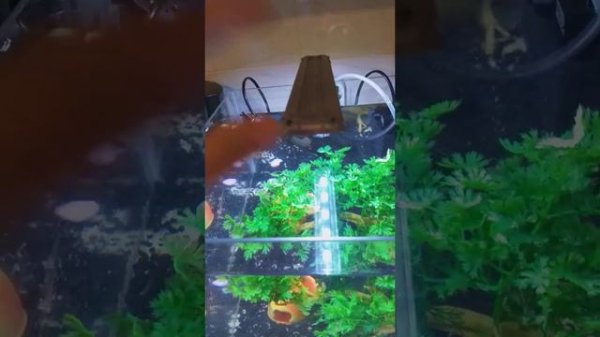 Аквариумный комплекс Gloxy optik Set-27