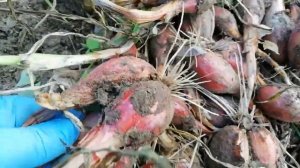 Лук СОРОКОЗУБКА. Урожай 2020 года #3#