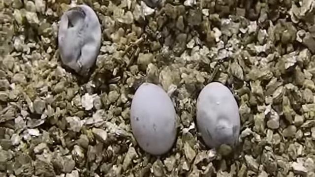 Разведение прытких ящериц морфы patternless смотреть онлайн