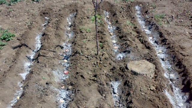 Как я выращиваю гладиолусы смотреть онлайн