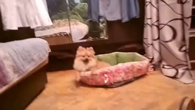 Немецкий Шпиц