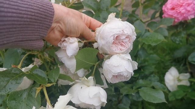 Роза Herzogin Christiana (Kordes) Герцогиня Кристиана(Кордес)