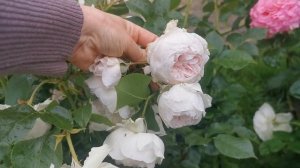 Роза Herzogin Christiana (Kordes) Герцогиня Кристиана(Кордес)